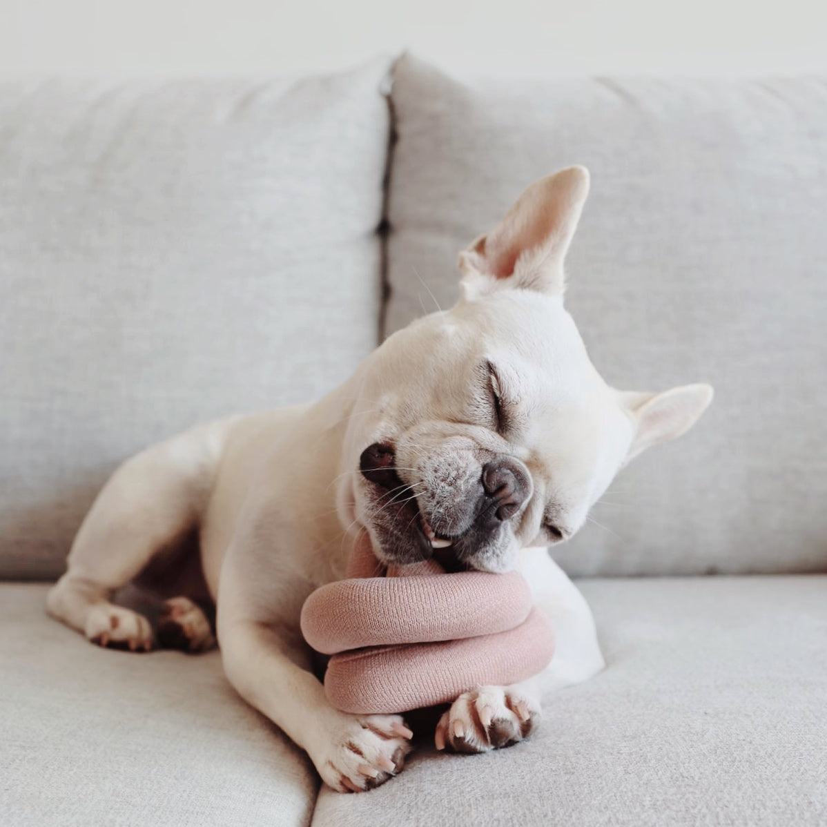 Nounou | Hartriegel mit Quietschern