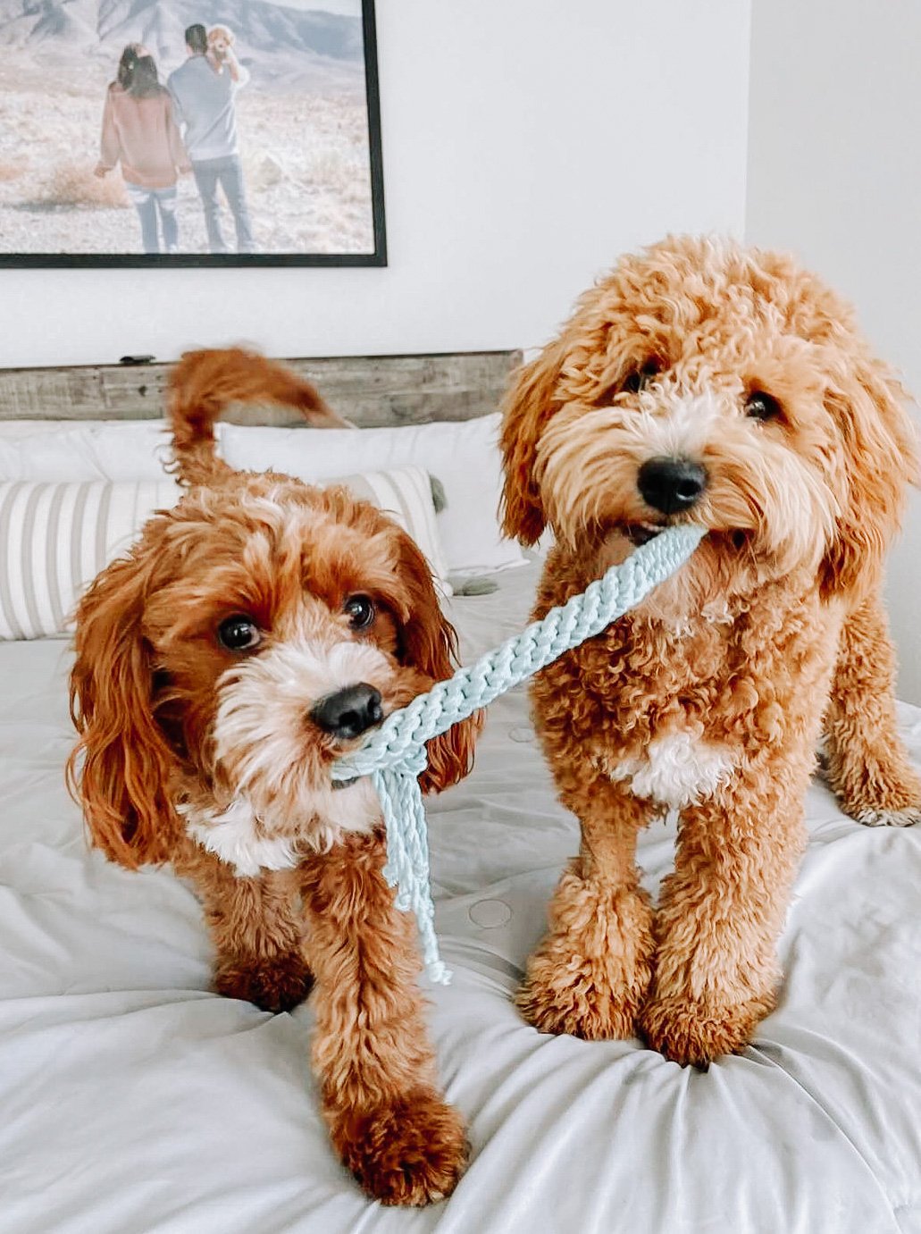 Macrame Rope Dog Tug Toy