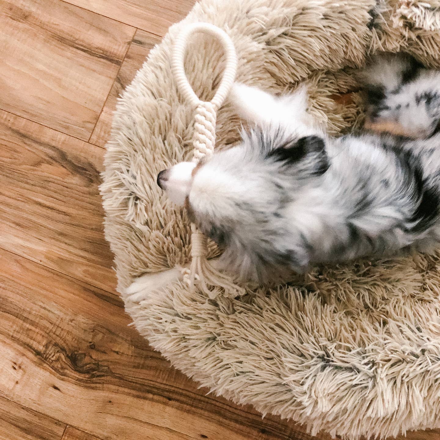 Macrame Rope Dog Tug Toy