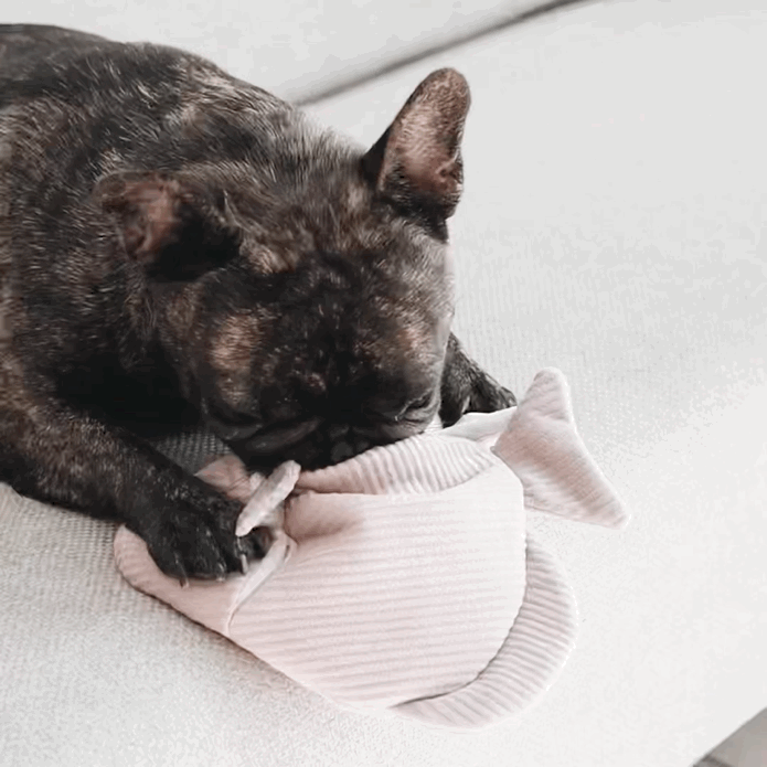 ANGEL FISH Enrichment Hundespielzeug 