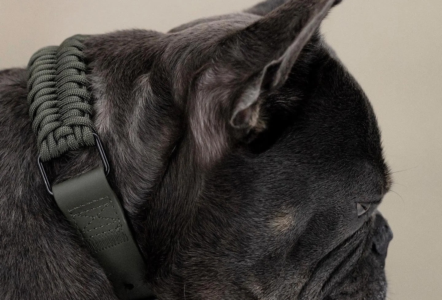 FOSSIL Original Collar