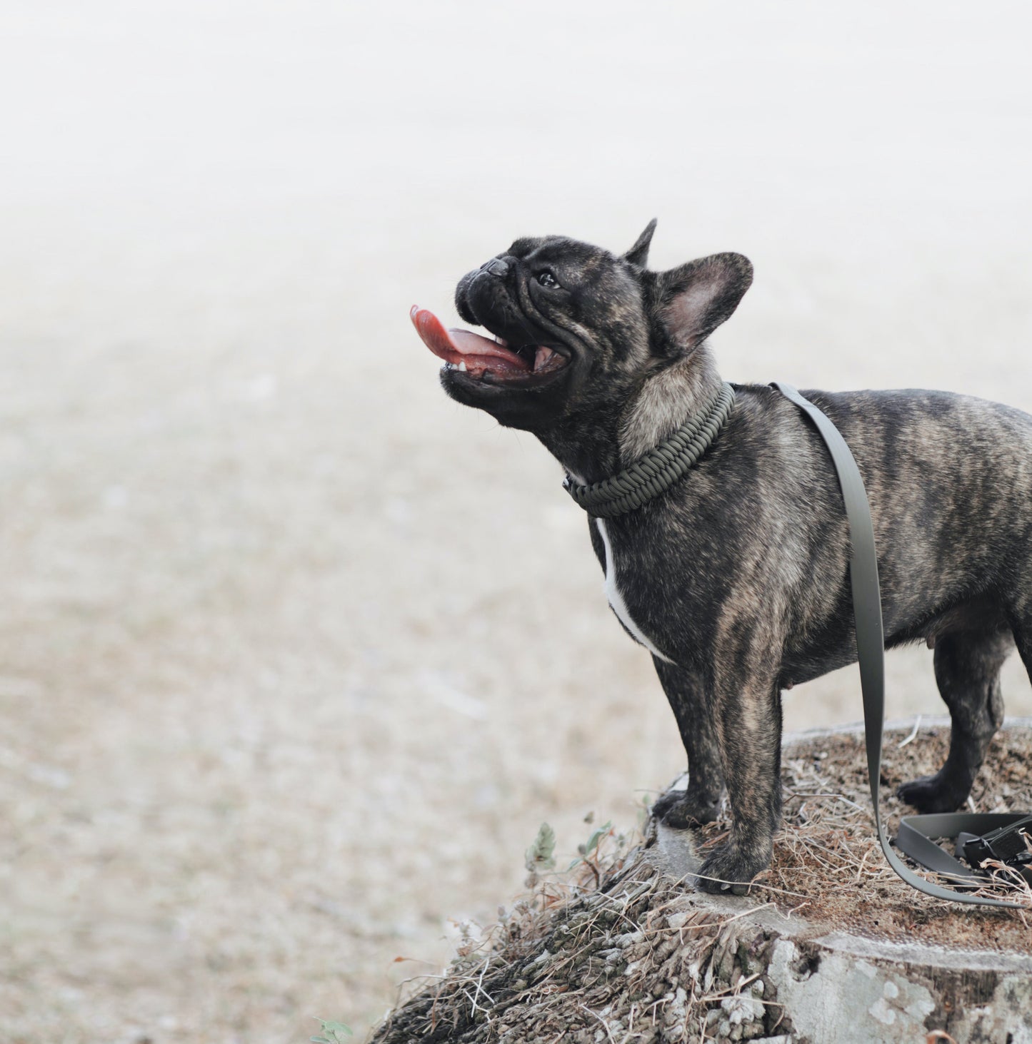 FOSSIL Original Collar