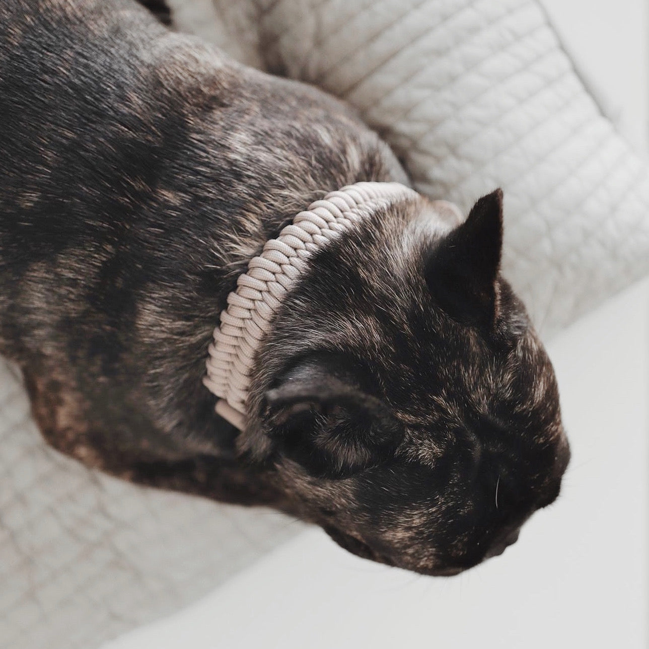 FOSSIL Original Collar