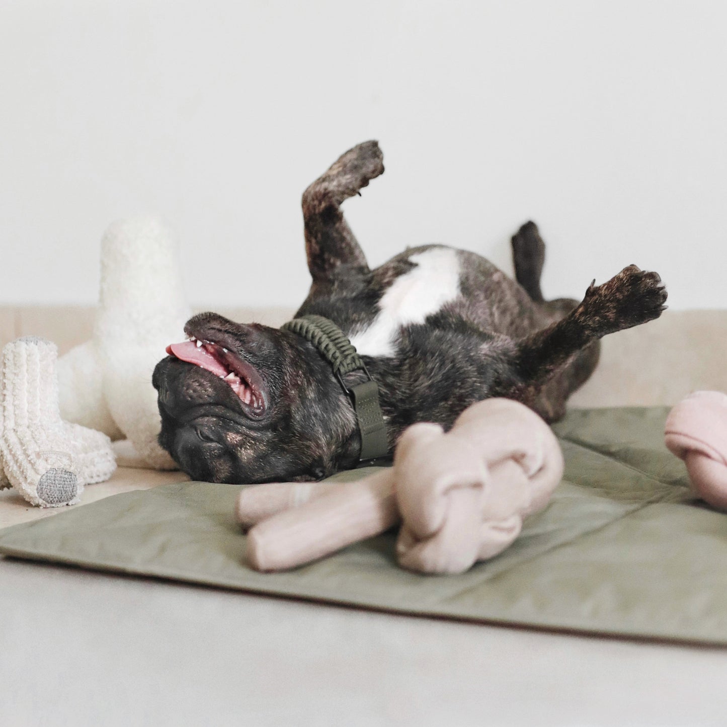 FOSSIL Original Collar