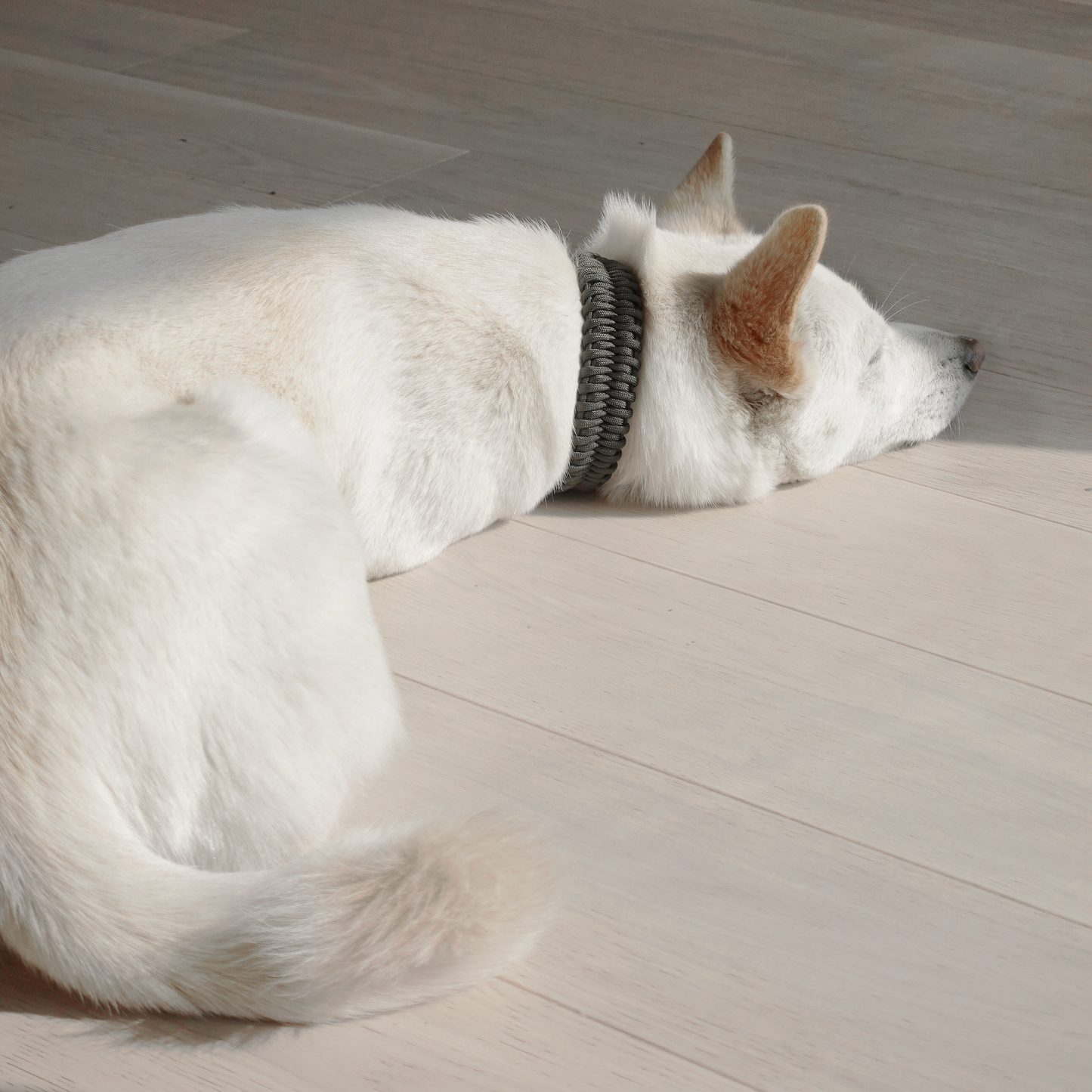 FOSSIL Original Collar