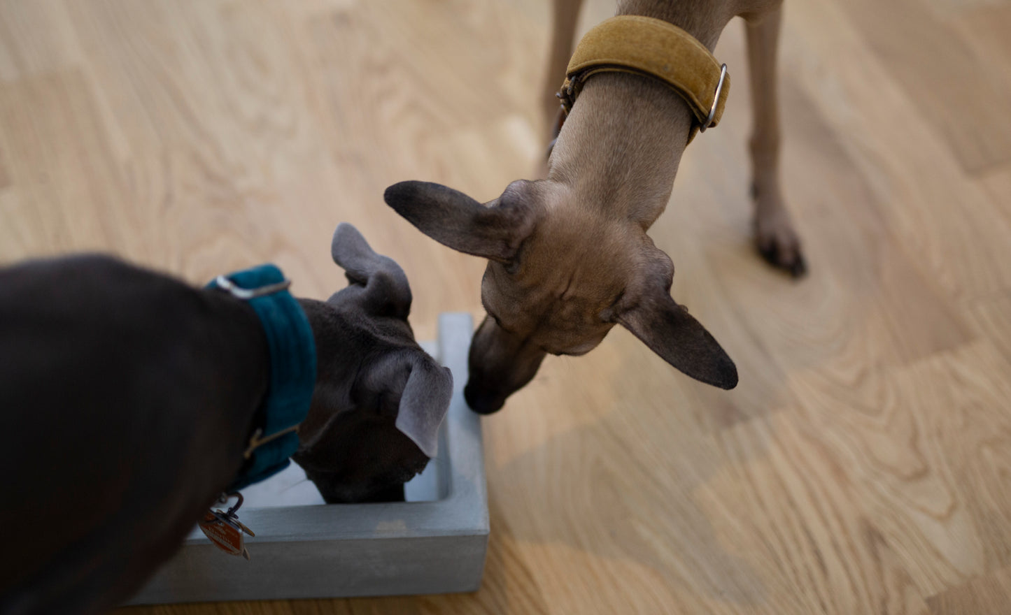 Hundefutterstation aus Beton