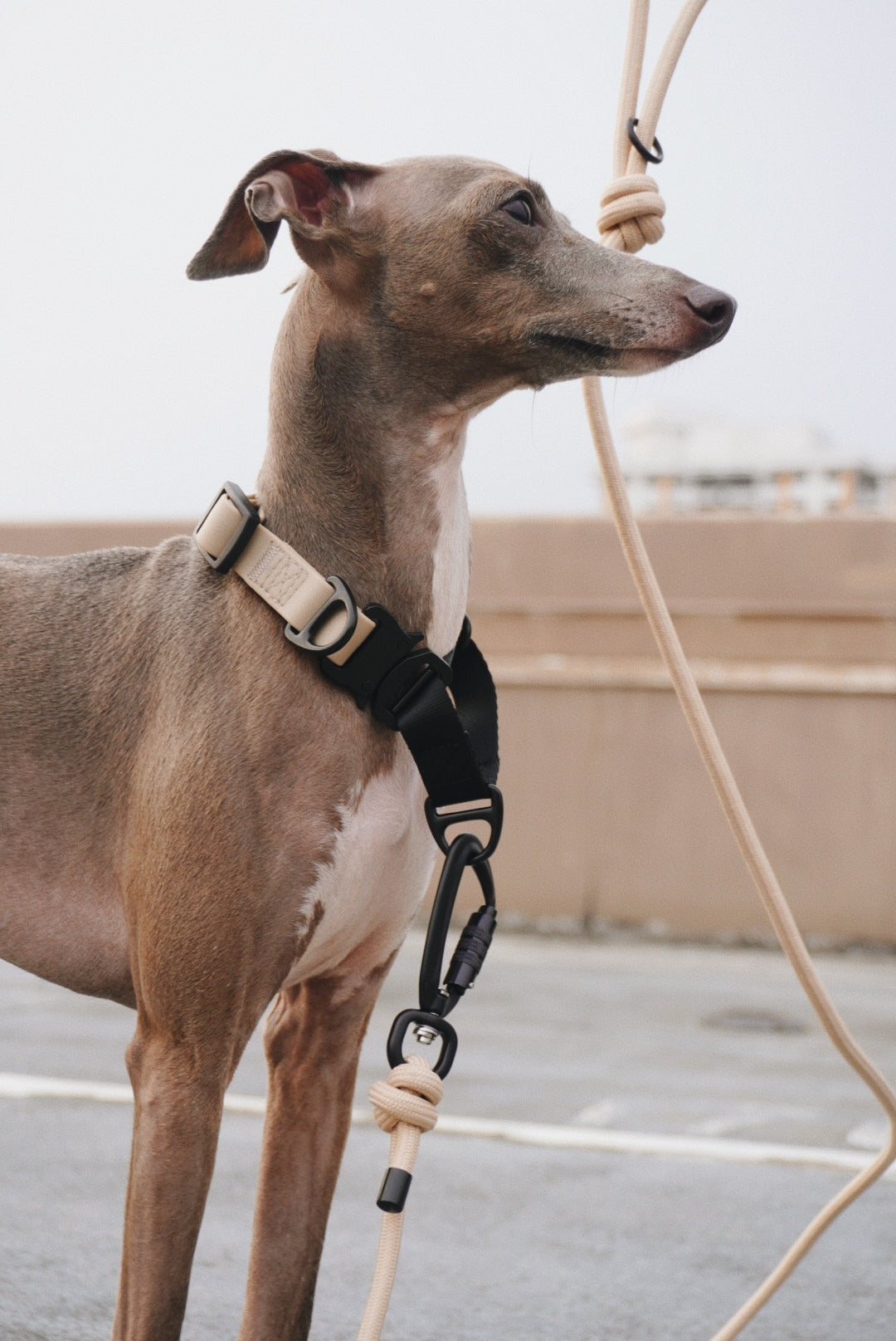 AVA Martingale Collar