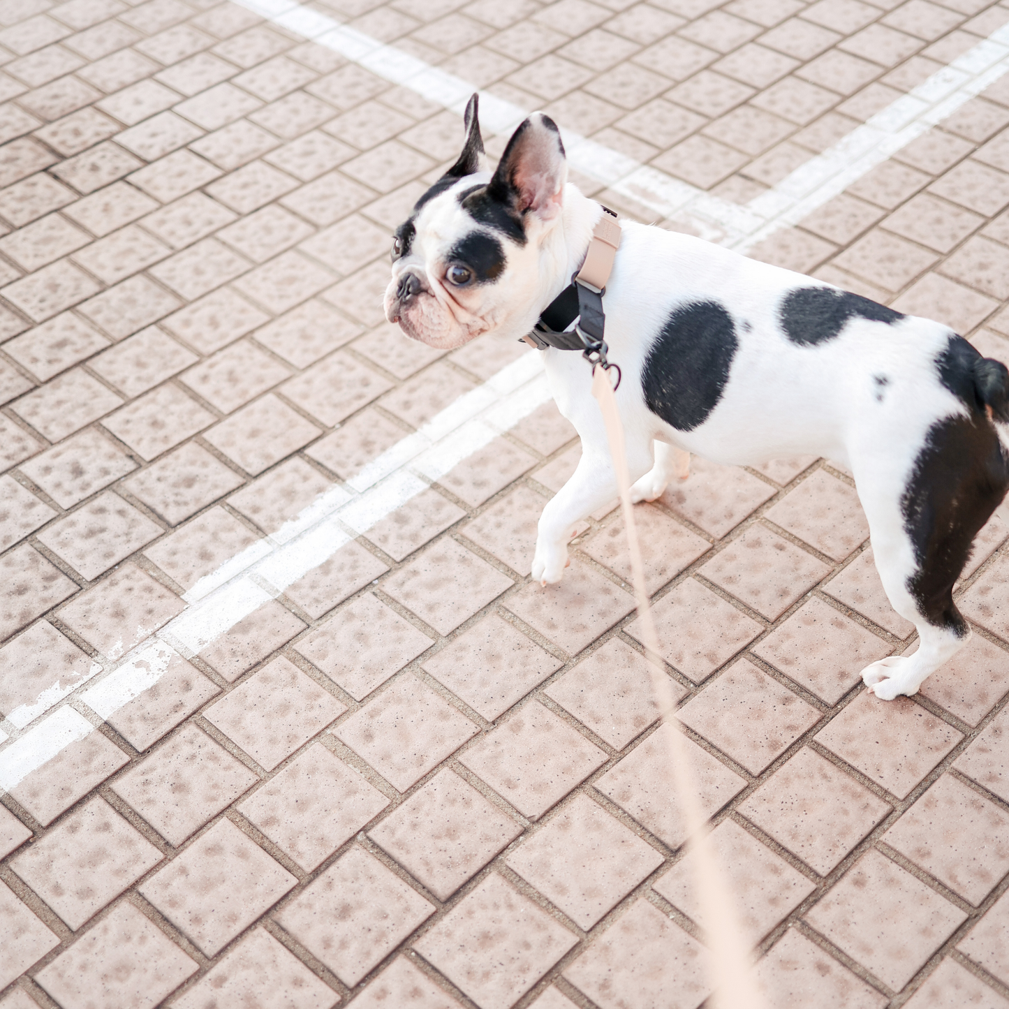 AVA Martingale Collar