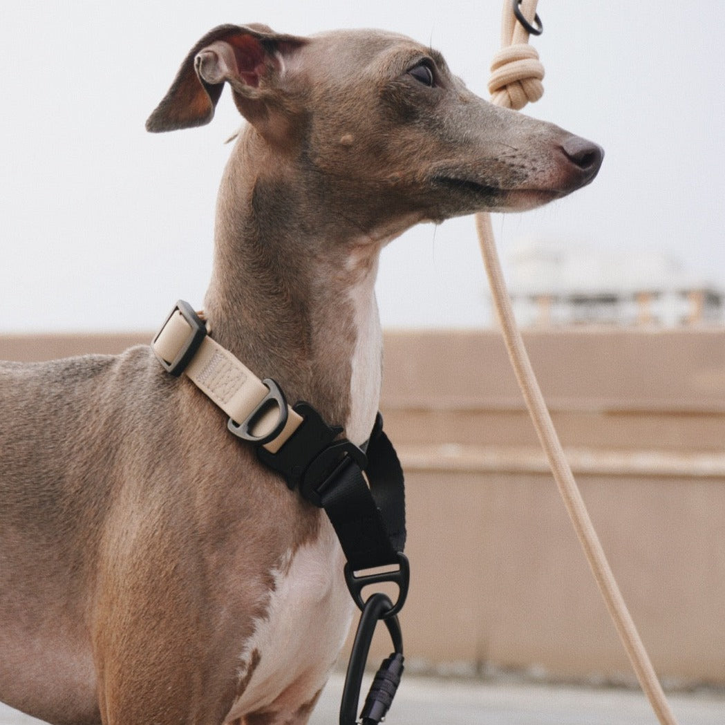 AVA Martingale Collar