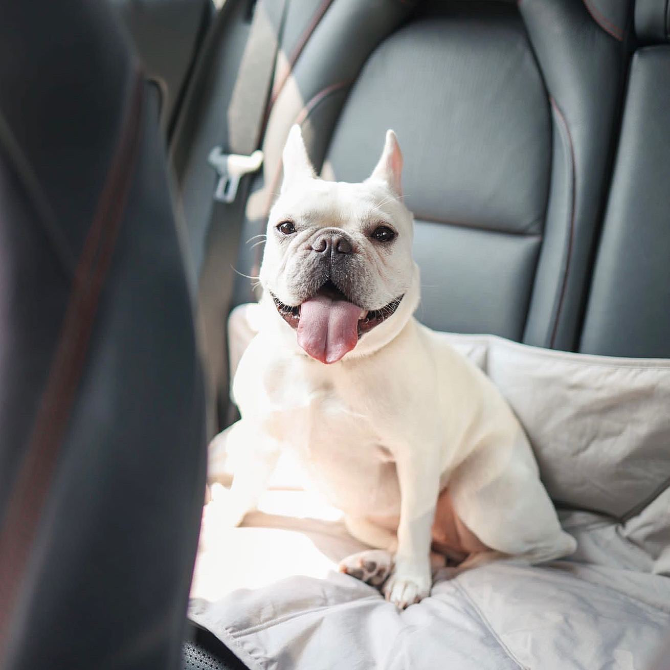 ORII Ultralight Pet Travel Mat