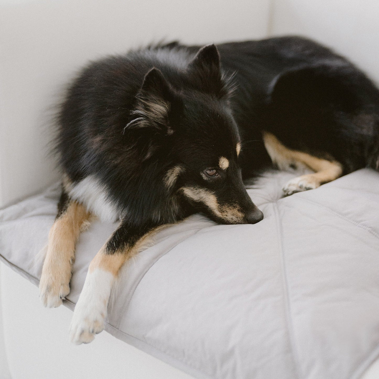 ORII Ultralight Pet Travel Mat