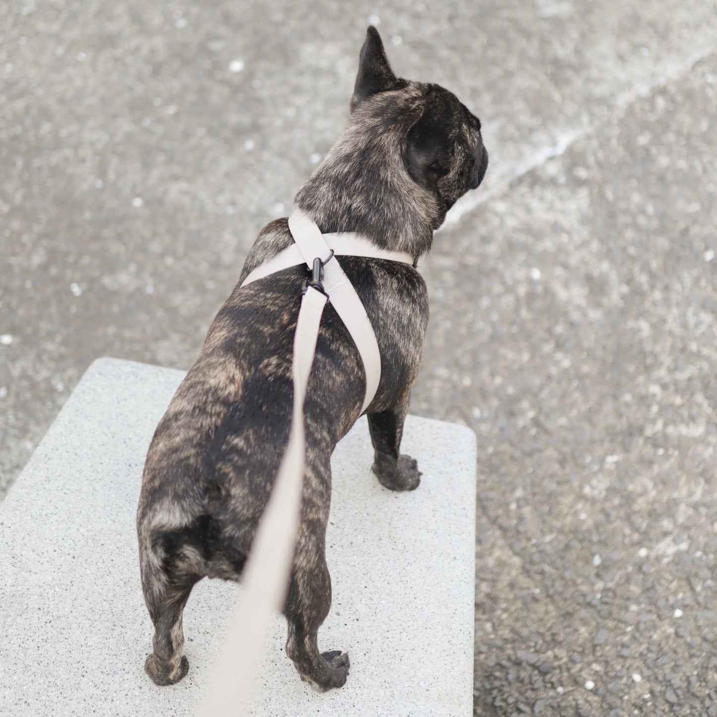 OTTO Figure 8 Waterproof Harness