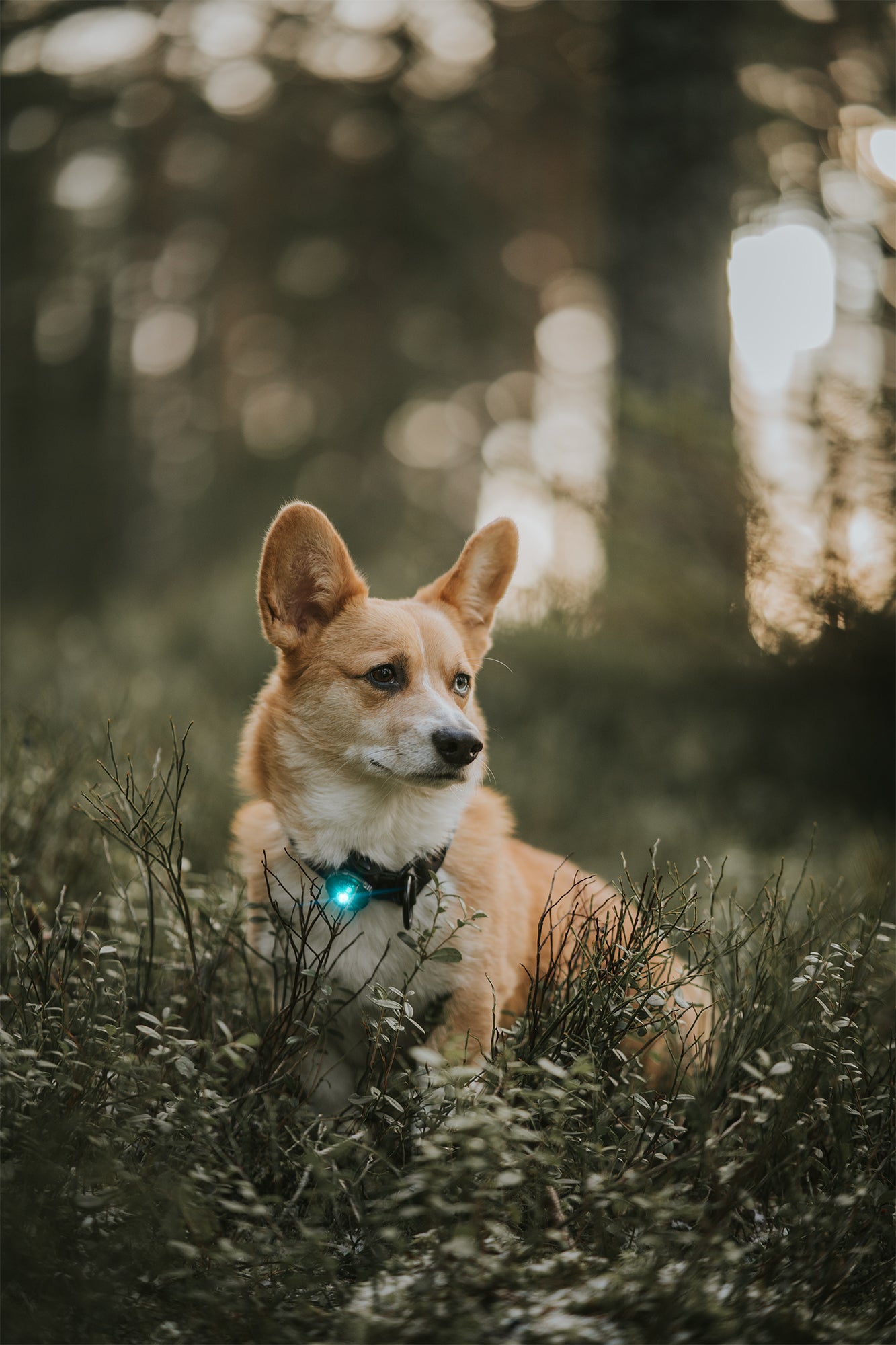 Orbiloc LED Dog Light