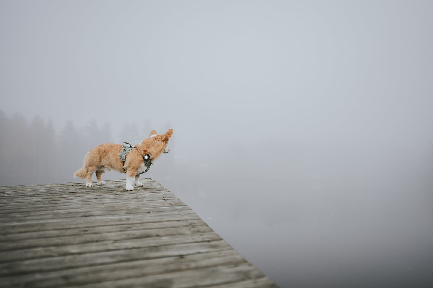 Orbiloc LED Dog Light