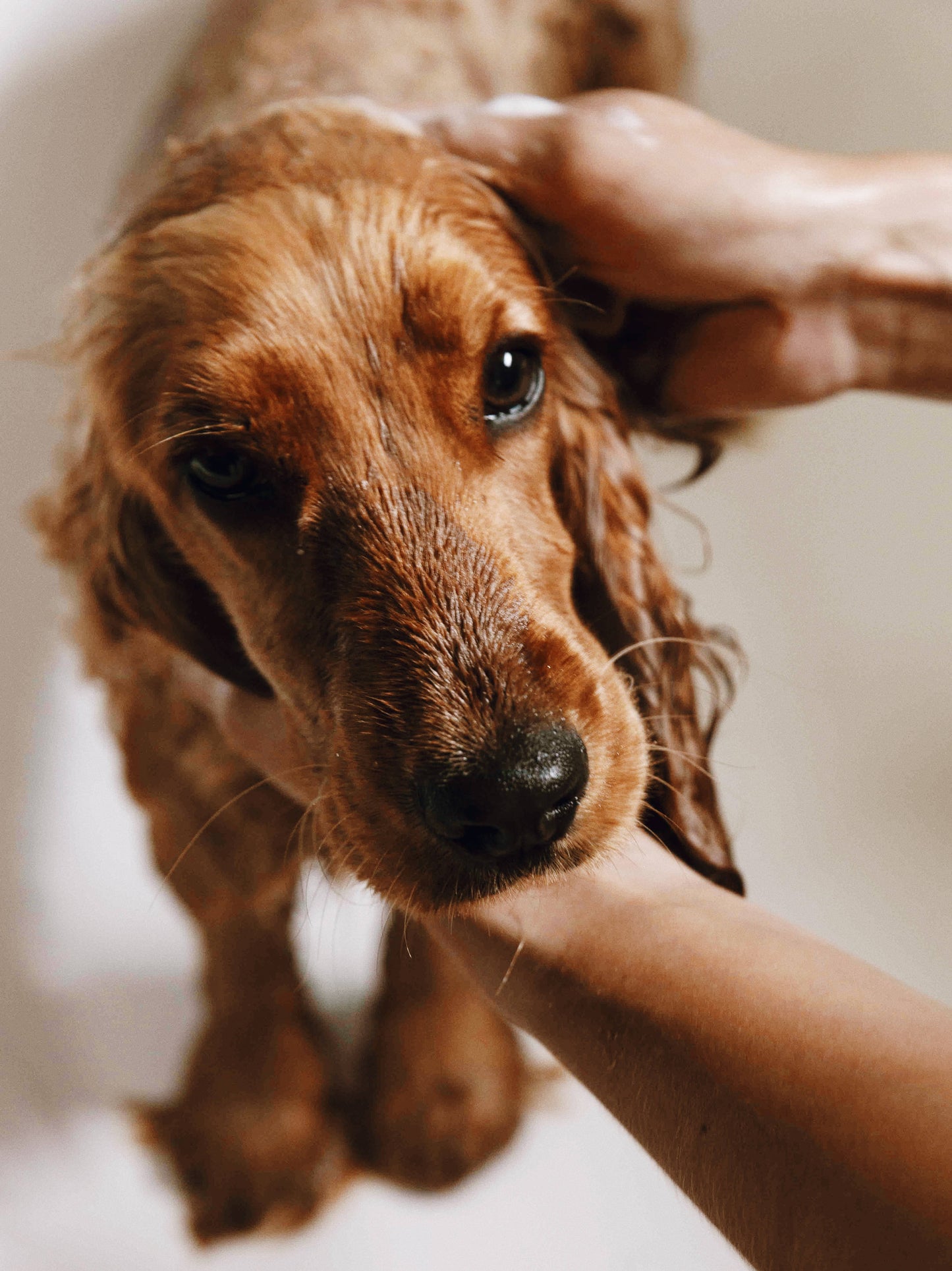 Gentle Dog Shampoo