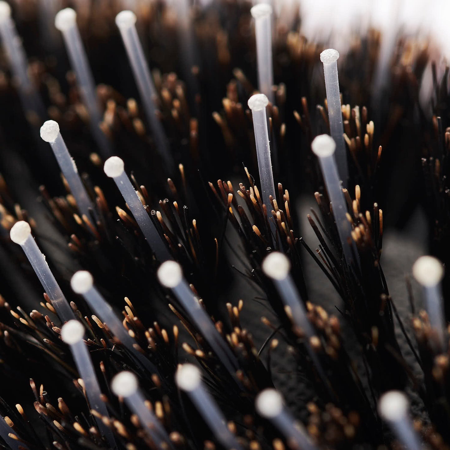 Long Hair Brush “Resolve”